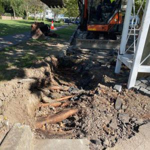 Professional Arboriculture and Ethical Advice