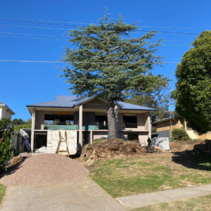 Professional Arboriculture Services and Ethical Advice