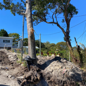 Professional Arboriculture